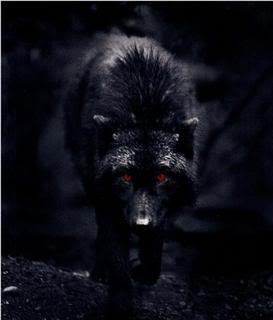 her wolf form
